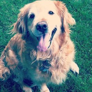 Meet your Posher, Holly